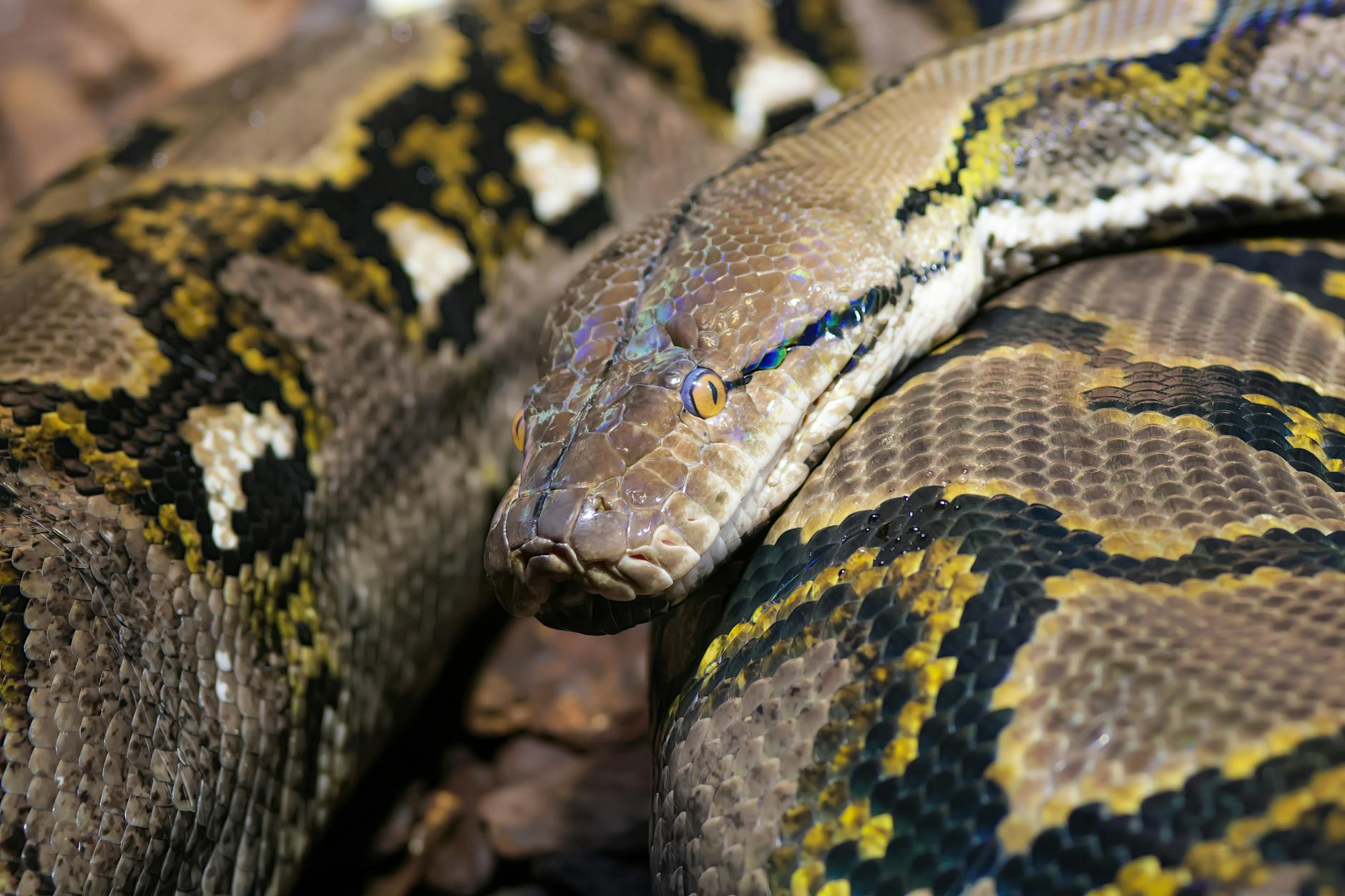 Pythonの例外とは